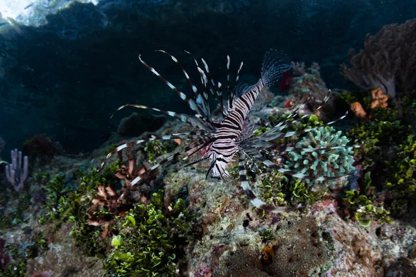 狮子鱼和珊瑚礁在印度尼西亚 — 图库照片