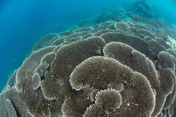Tabell koraller som täcker havsbotten — Stockfoto