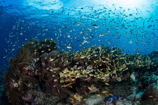 Peces y Corales en Raja Ampat —  Fotos de Stock