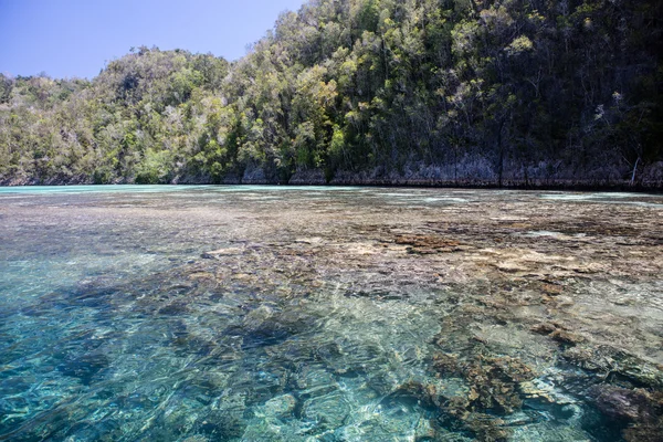 Fringing revet och Limestone Island — Stockfoto