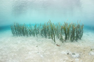 Seagrass ve Kum Raja Ampat içinde