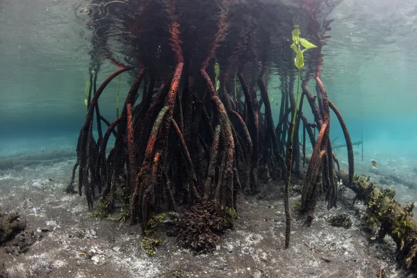 Raíces de manglar rojo — Foto de Stock