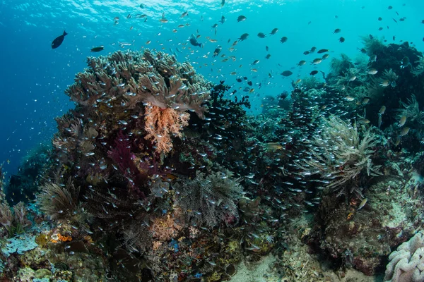 Récif vibrant à Raja Ampat — Photo
