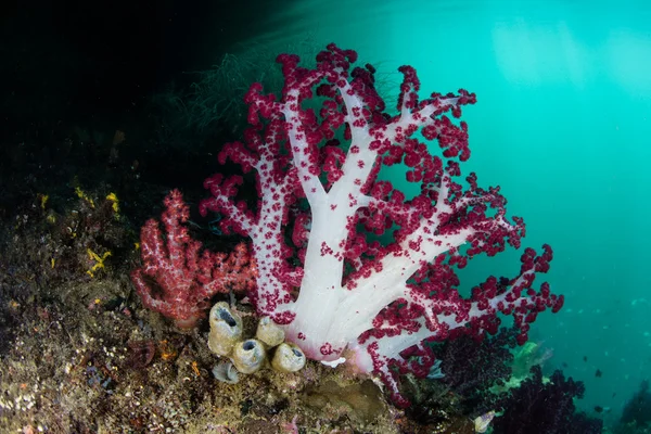 Corales suaves vibrantes en Raja Ampat —  Fotos de Stock
