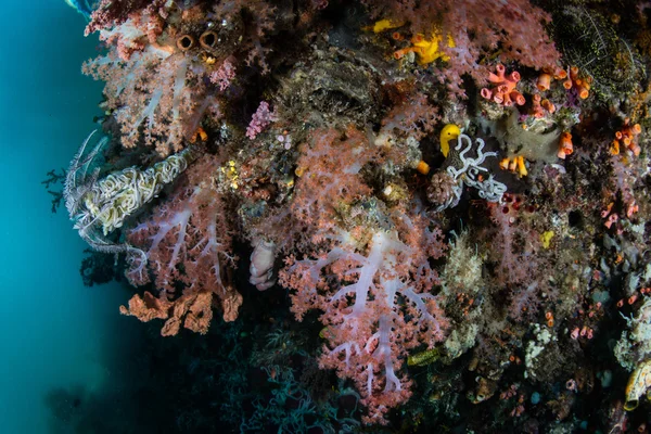 珊瑚礁生物多样性 — 图库照片