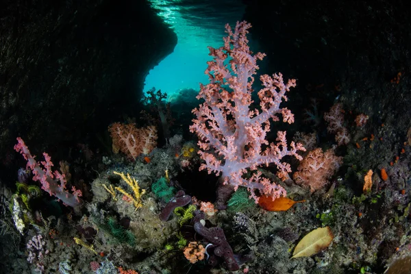 동굴에 화려한 산호 — 스톡 사진