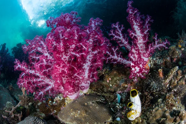 라자 Ampat에 활기찬 부드러운 산호 — 스톡 사진