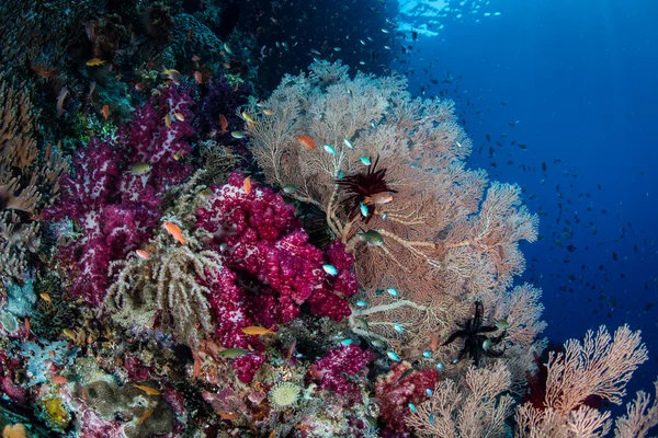 Recifes de corais coloridos — Fotografia de Stock