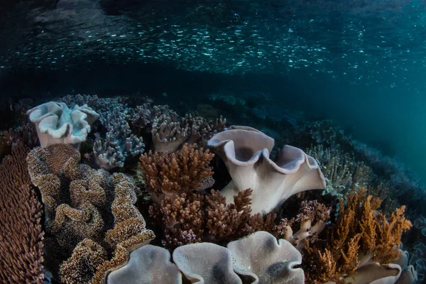 얕은 부드러운 산호 — 스톡 사진