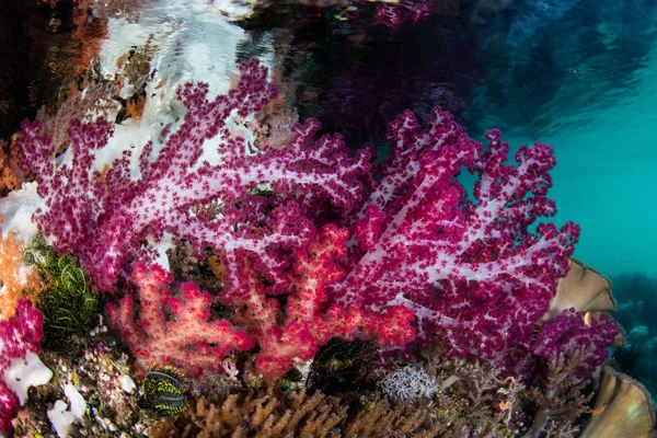 Soft Corals in Raja Ampat — Stock Photo, Image