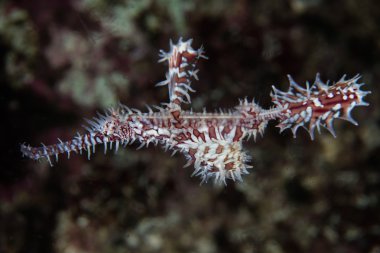 süslü hayalet pipefish