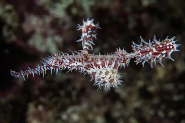 Süslü hayalet pipefish — Stok fotoğraf