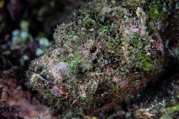 Зловещая скорпионная рыба камуфлируется на рифе — стоковое фото