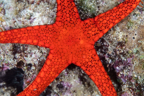 Bright Red Starfish — Stock Photo, Image