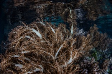 Raja Ampat sığlık yumuşak mercanlar