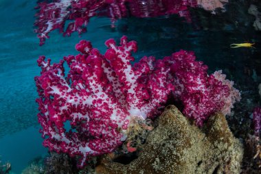 Raja Ampat canlı yumuşak mercanlar