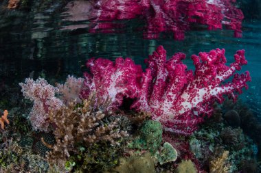 Raja Ampat Renkli Deniz Yaşamı