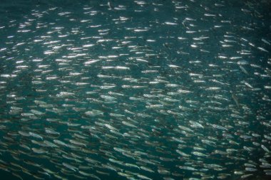 Okul Silversides tropikal Pasifik