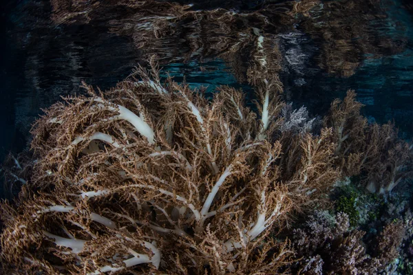 Soft Corals in Shallows of Raja Ampat