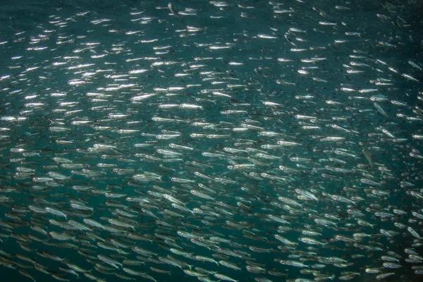 Навчання Silversides в тропічних Тихоокеанського — стокове фото