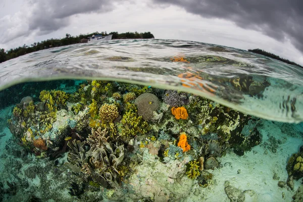 Rafy koralowe tuż pod powierzchnią w Raja Ampat — Zdjęcie stockowe