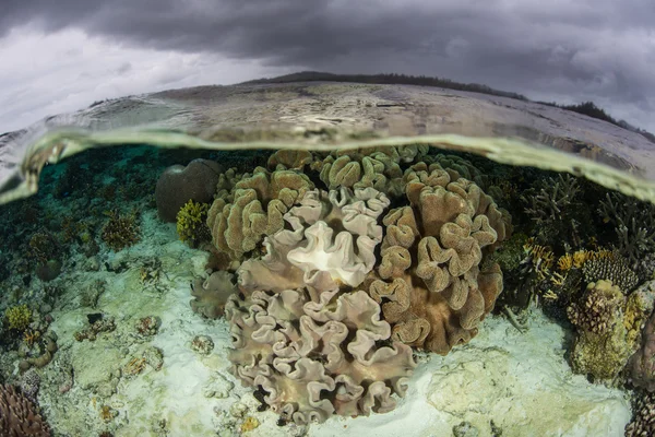 라자 Ampat에 얕은 물에서 부드러운 산호 — 스톡 사진