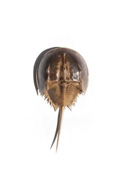 Atlantik at nalı yengeci ve beyaz arka plan