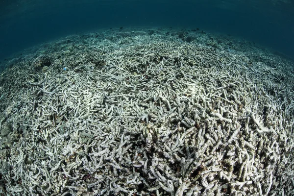 Destruição de recifes de coral — Fotografia de Stock