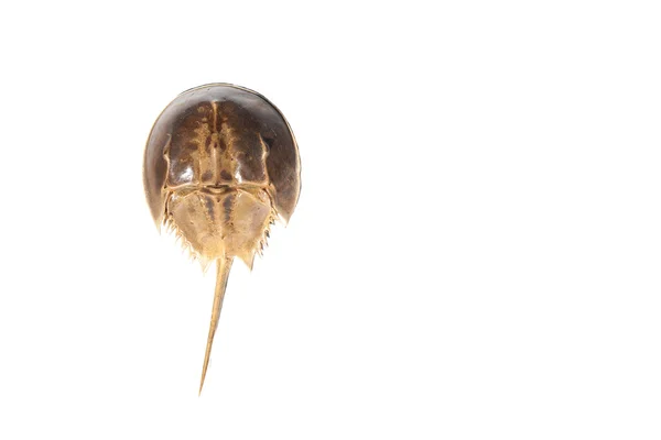 Atlantic Horseshoe Crab — Stock Photo, Image