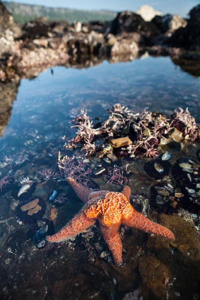 Ochre Seaster in California Tidepool — Stock Photo, Image