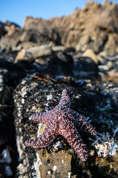 Ochre Starfish on California Coast
