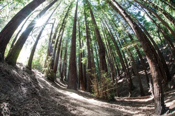 Δάσος Redwood στο Μπέρκλεϊ, Καλιφόρνια — Φωτογραφία Αρχείου