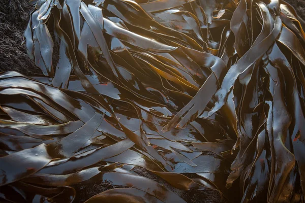 Kelp se lavó en la playa en California —  Fotos de Stock