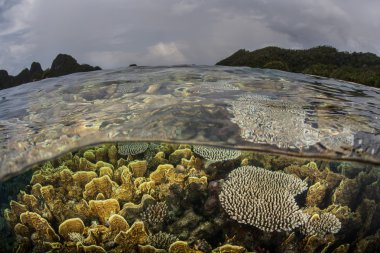 Raja Ampat'ta Mercanlar ve Bulutlar
