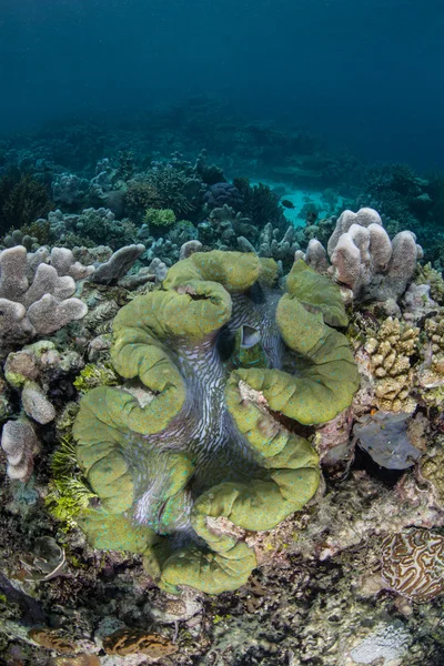 Giant Clam on Pacific Reef — Stock Photo, Image