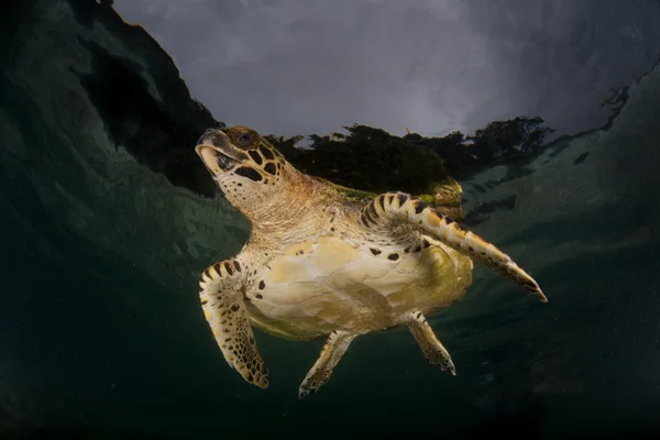 Sığ Suda Karanlık Gökyüzü ve Şahin Gagalı Kaplumbağa — Stok fotoğraf