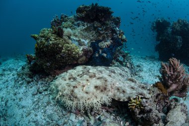 Endonezya Püsküllü Wobbegong Shark