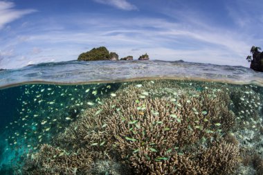 Raja Ampat'ta Damselfish ve Sığ Resif