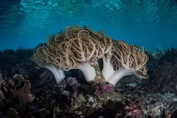 Mjuka koraller och klart vatten i Raja Ampat — Stockfoto