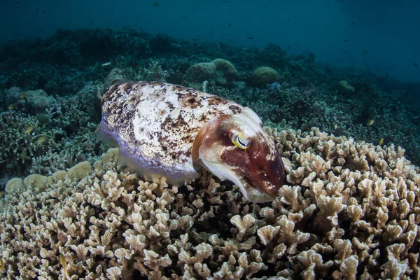 Cuttlefish Laying Eggs in Indonesia — Stock Photo, Image