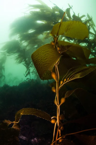 Raksasa Kelp Tumbuh di California — Stok Foto