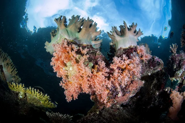 화려한 산호와 라자 Ampat에 푸른 하늘 — 스톡 사진