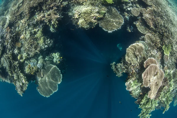 인도네시아의 산호와 깊은 드롭 오프 — 스톡 사진