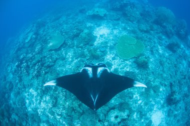 Manta Ray ve derin resif