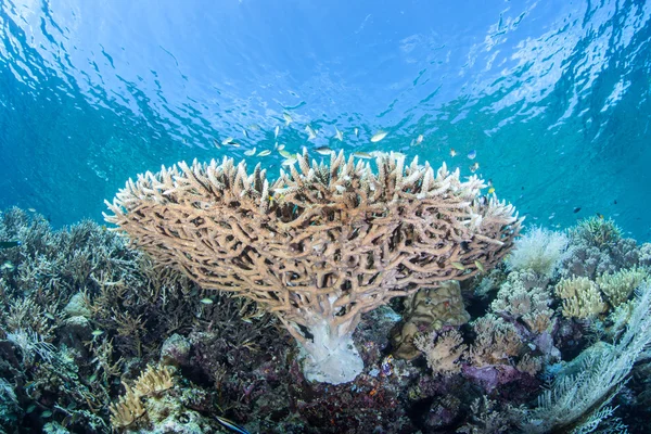 인도네시아의 연약한 산호 — 스톡 사진
