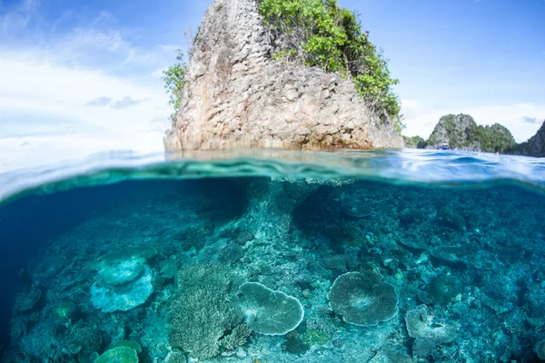 Coralli che crescono sotto l'isola di calcare — Foto Stock