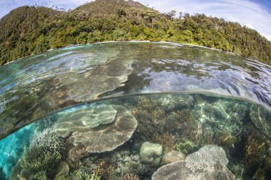 Resif ve kireçtaşı Adaları