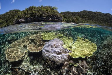 Sığ resif ve Raja Ampat Adaları