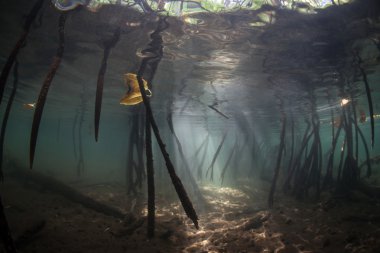 Güneş ışığı ve mangrov orman gölgelerde