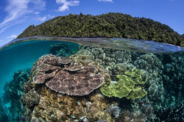 Canlı mercanlar ve Raja Ampat adasında kireçtaşı